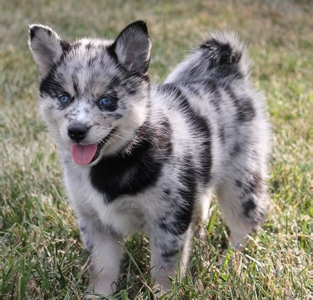 Never from a puppy mill. View Ad: Pomsky Litter of Puppies for Sale near Iowa ...