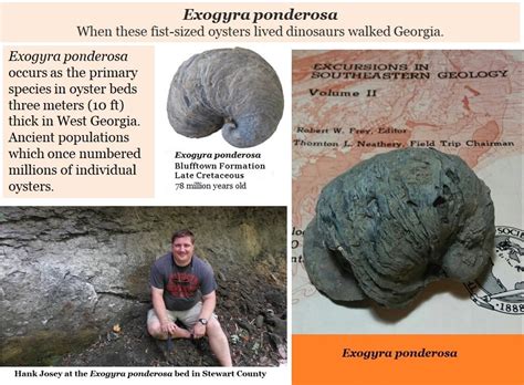 26k Georgias Fossils Presentation 500 Million Years There Are
