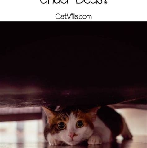 Cat Hiding Under Bed 6 Reasons Why And How To Stop Them