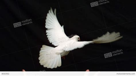 Hands Releasing A White Dove Of Peace On Black Bac Stock video footage ...