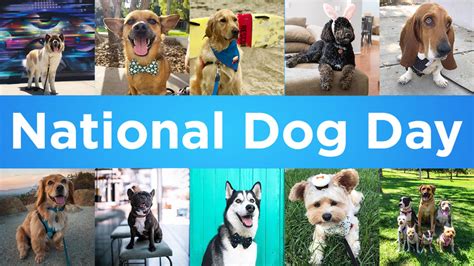National Dog Day Animal Adoption Encouraged Amid Celebration Of