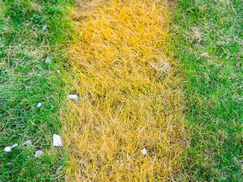 Reasons For Yellowing Grass And Yellow Lawn Solutions