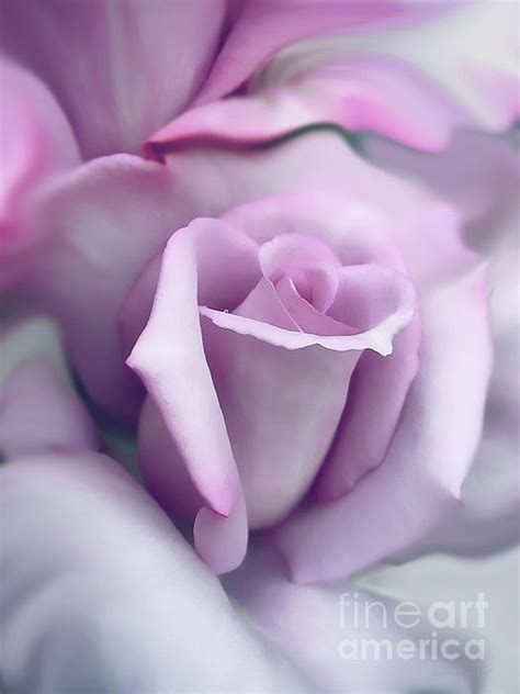 Lavender Roses Images Lavender Song Ocean Roses Rose Purple Flower