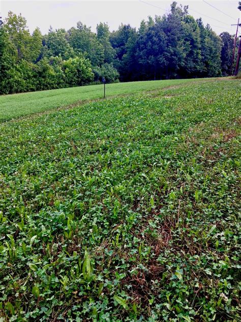 Picking The Best Food Plot For Deer In Spring And Fall Great Days Outdoors