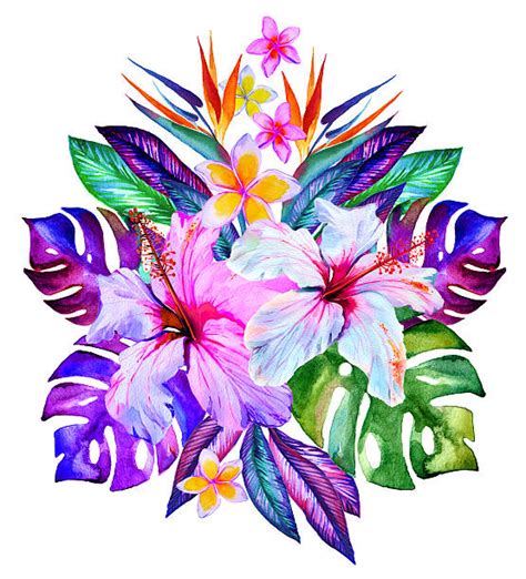 Tropical Flower Clip Art Vector Images And Illustrations Istock