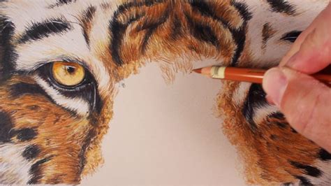 Draw A Tiger With Colored Pencils Tiger Drawing Tiger Face Drawing