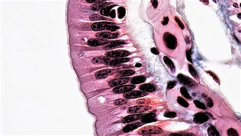 Epithelial Tissues Simple Columnar Epithelium Cross Secti Flickr