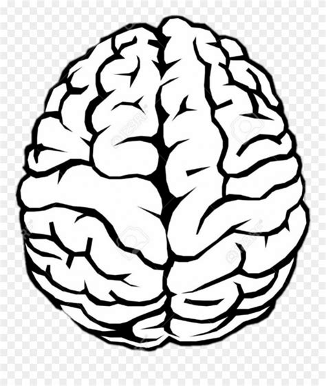Simple Brain Drawing Clipart 3291415 Pinclipart