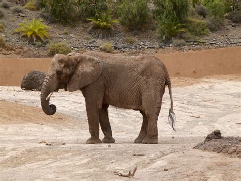 Fileafrican Bush Elephant Afrikanischer Elefant Éléphant De Savane