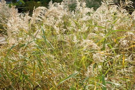 Japanese Pampas Grass Field Stock Image Image Of Reed Flowers 73353989