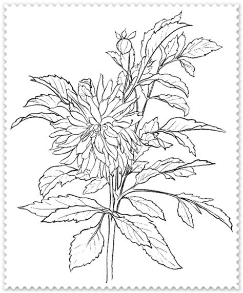 Planse De Colorat Crizanteme