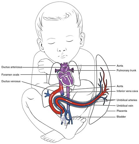 From wikipedia, the free encyclopedia. Development of Blood Vessels and Fetal Circulation ...