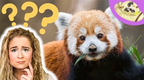 Why Are Red Pandas Endangered Youtube