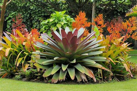 Giant Bromeliad Bed Hotel Bougainvillea Bromeliads Landscaping