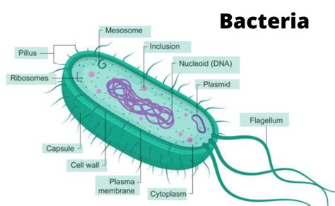 Basic Structure Of Bacteria