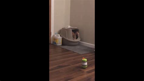 Cat Shoots Poop Onto Carpet Youtube