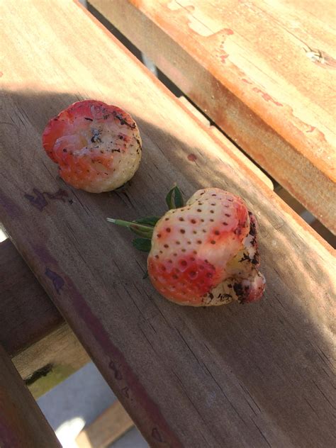 fruits how do i figure out what pest is eating my strawberries gardening and landscaping