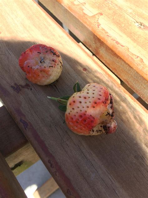 Fruits How Do I Figure Out What Pest Is Eating My Strawberries Gardening And Landscaping