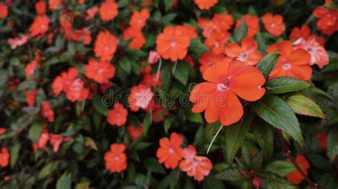 Closeup Beautiful Orange Flowers Of New Guinea Impatiens Stock Photo