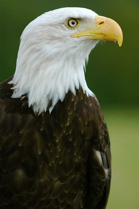 Filebald Eagle Helga Haliaeetus Leucocephalus2 Wikimedia