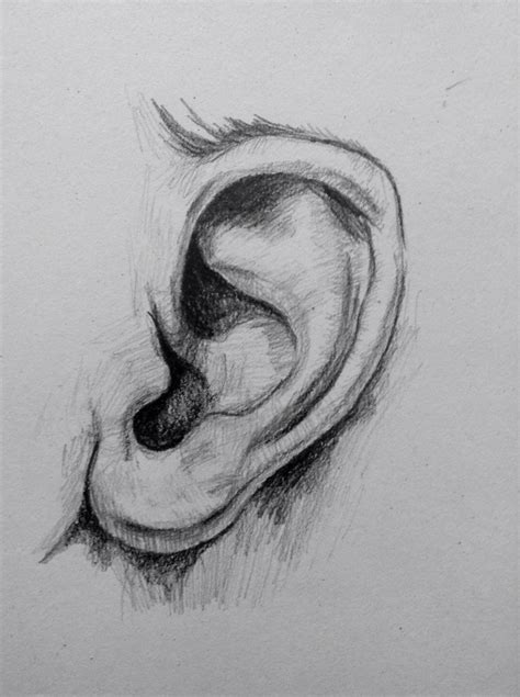 Ear Drawing Made By One Pencil Art Drawings Realistic Drawings