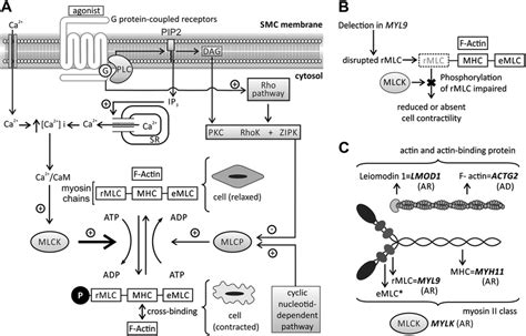 Contraction Of Smooth Muscle Cell Cellular Pathway And The Role Of Download Scientific Diagram