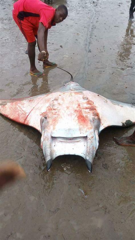 Latest Updates Massive Manta Ray Fish Caught In Bayelsaphotos