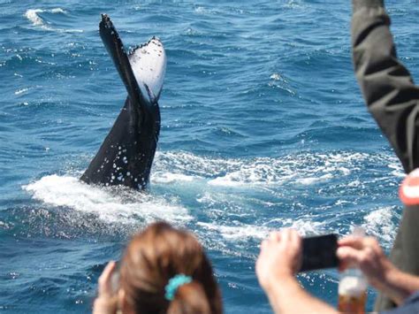 Hervey Bay Half Day Whale Watching Cruise Getyourguide
