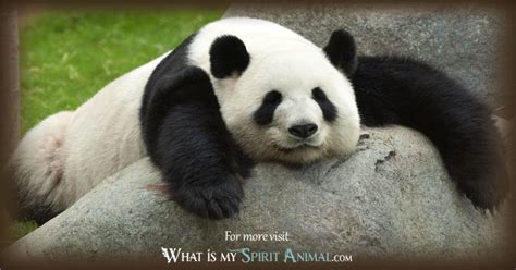 Panda Bear Symbolism And Meaning Spirit Totem And Power Animal