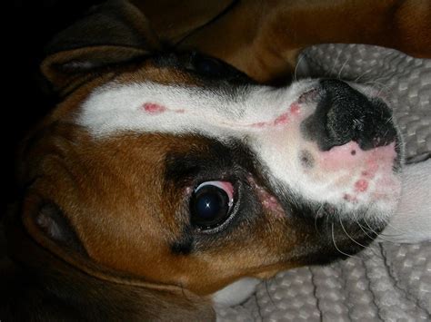 I Dont Think Its Acnecan Anyone Help Boxer Breed Dog Forums