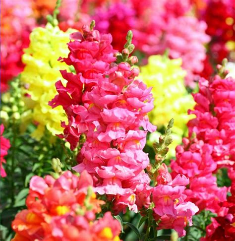 17 Best Images About Snapdragon Flowers On Pinterest Drawings