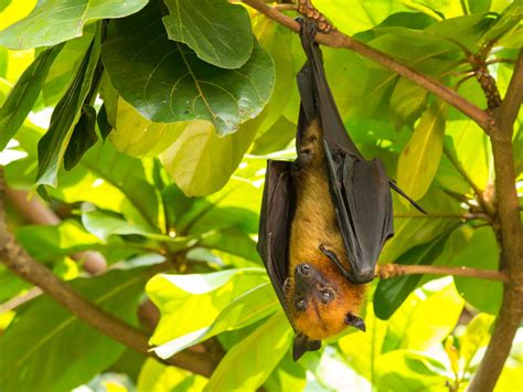 Giant Golden Crowned Flying Fox Bat Facts And Information