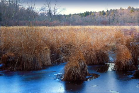 Free Images Landscape Tree Water Nature Forest Marsh Snow