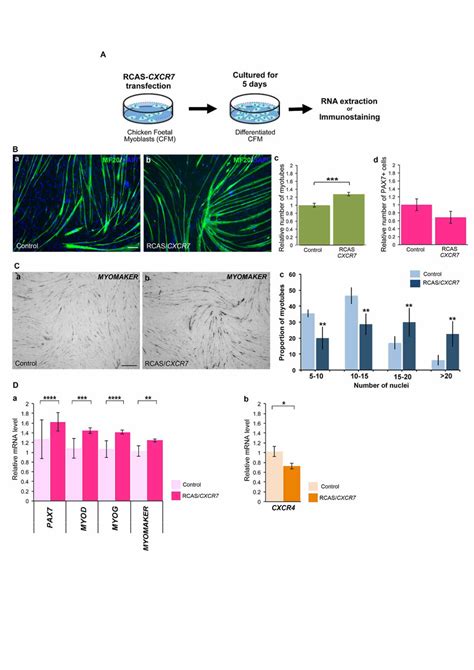 CXCR Overexpression Promotes Myogenic Differentiation In Vitro A Download Scientific