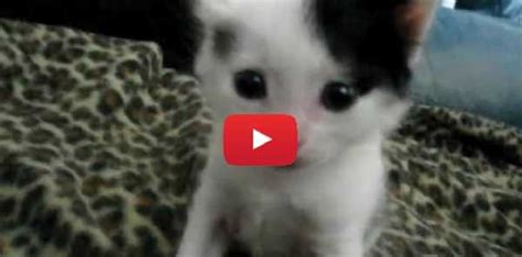 have you ever seen a tiny little kitten sneeze so adorable