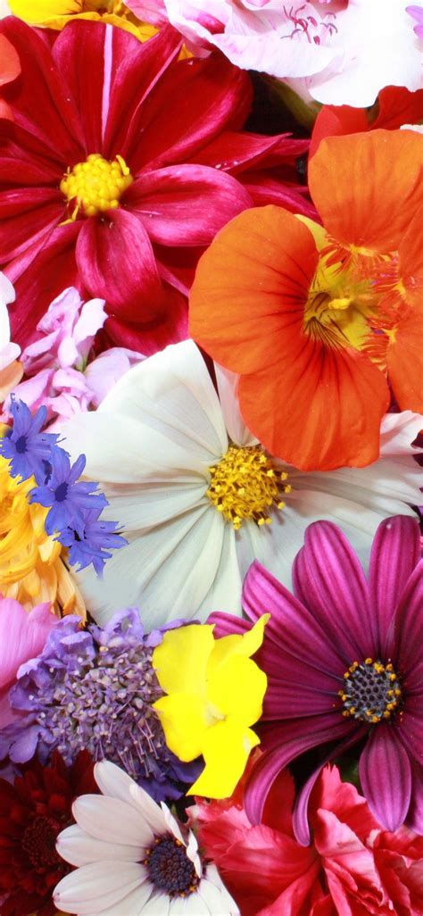 Colourful Flowers Wallpapers Top Free Colourful Flowers Backgrounds