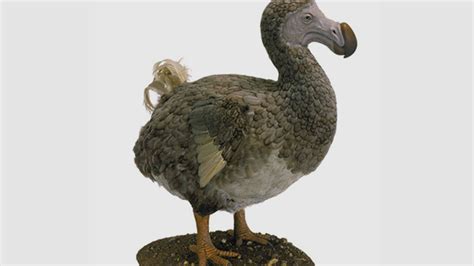 Dodos Were Probably Pretty Smart Study Finds Mental Floss