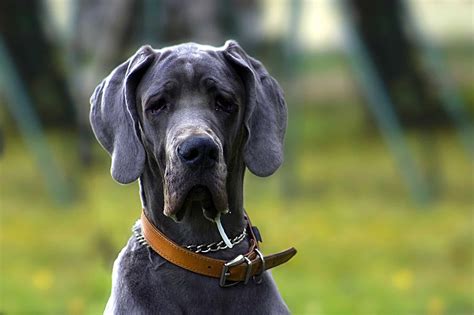5 Common Large Dog Breed Diseases Acme Canine