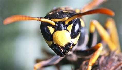 How Often Can A Wasp Sting Before Running Out Of Venom Rbiology