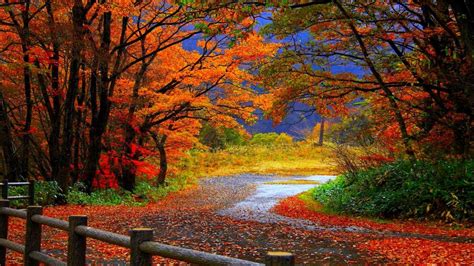 Autumn Fall Trees Fence Path Trail Colorful Leaves Foliage Wallpaper