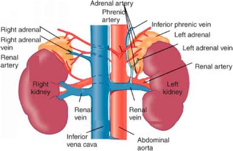 Adrenal Suprarenal Glands Pancreas Sex Glands Gonads And