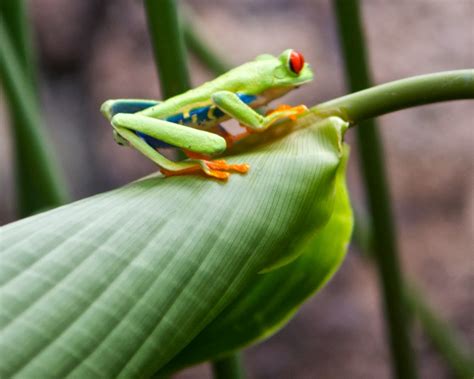 Tamarindo Costa Rica Daily Photo Cute Frog Profile