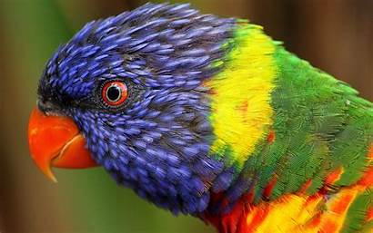 Birds Colorful Animals Exotic Rainbow Parrot Wallpapers