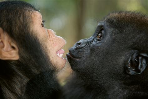 Heartwarming Friendship Between Orphaned Baby Gorilla And Chimpanzee Is