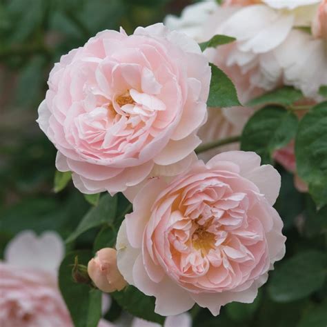 Rosa Gentle Hermione English Rose