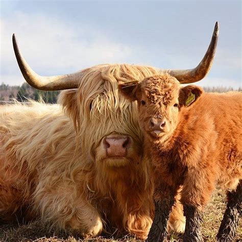 Instagram Post By Highland Cows Highlandcowawareness Websta Instagram Analytics Fluffy