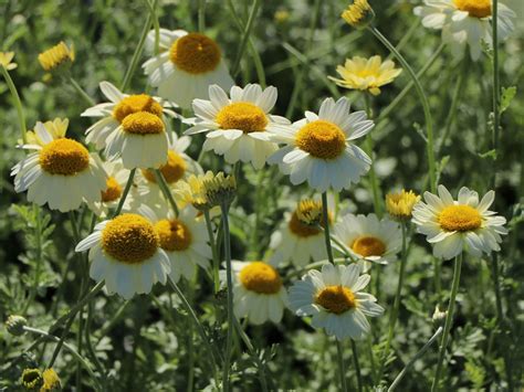 Forget anything you may have had that came out of a packet or been. Färber-Hundskamille 'Sauce Hollandaise' für Deinen Garten!