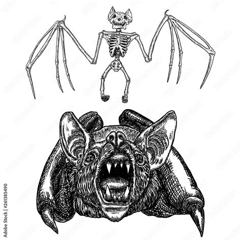 Bat And Bat Skeleton Set Drawing Gothic Illustration Of Aggressive