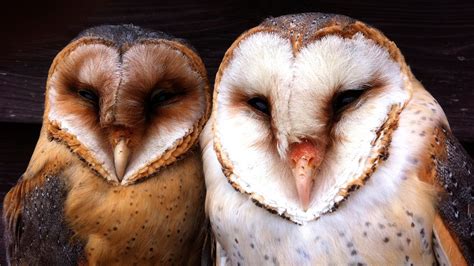 Stunning Gallery Of Barn Owl Colors Concept Lantarexa