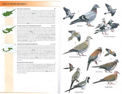 Birds Of Cyprus Dutch Birding